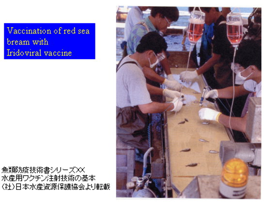 附圖　圖片轉載自日本魚類防疫技術書之資料 
