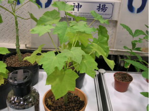 圖1 能源植物，白油桐（Jatropha curcas）：大戟科，種子含油率40% 