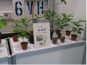 圖2 能源植物，篦麻（Ricinus communis）：大戟科，油量含有率52%以上 