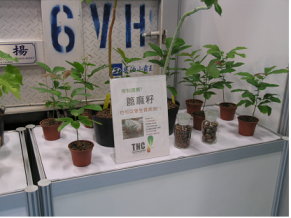 圖2 能源植物,篦麻(Ricinus communis):大戟科,油量含有率52%以上 圖2 能源植物,篦麻(Ricinus communis):大戟科,油量含有率52%以上