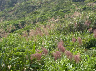 圖3 能源植物,芒草(Miscanthus spp.)(C4植物),禾本科 圖3 能源植物,芒草(Miscanthus spp.)(C4植物),禾本科