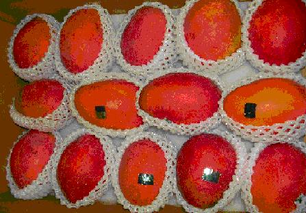 完成農藥殘留檢驗及檢疫處理之優質輸日芒果