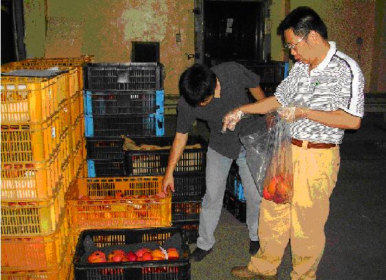 農糧署分署同仁於檢疫處理場查核及抽檢輸日芒果 