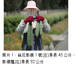 照片1：絲瓜澎湖1號(左)果長45公分，澎湖種(右)果長32公分