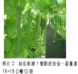 照片2：絲瓜澎湖1號節成性佳，產量達16~18公噸/公頃