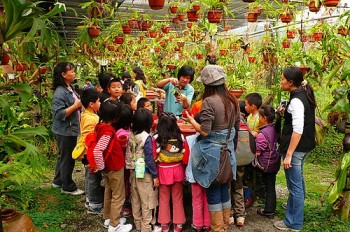 生產體驗—豬籠草種植DIY