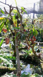 意味拾境～食蟲植物生態環境似雨林之產生芬多精。
