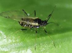 圖5　進口萵苣常檢出之萵苣蚜蟲，此蟲台灣未有發生紀錄，可傳播4種植物病毒－圖中：無翅型、圖右：有翅型。