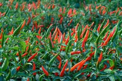 圖2 種苗亞蔬2號生育及結果情形