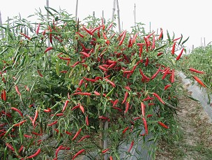 圖1 種苗亞蔬2號生育及結果情形