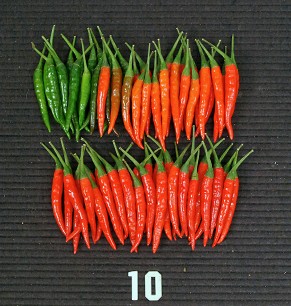 圖5 種苗亞蔬2號果實鮮紅亮麗，符合市場需求