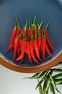 圖6 種苗亞蔬2號果實鮮紅亮麗，符合市場需求