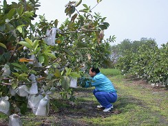 結實累累的番石榴有著鄭俊達10年來的堅持