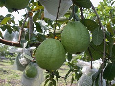 番石榴圓了鄭俊達人生的第二個夢