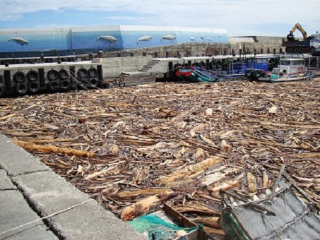 莫拉克颱風後台東富岡漁港漂流木淤積情形(鄧淑萍提供)
