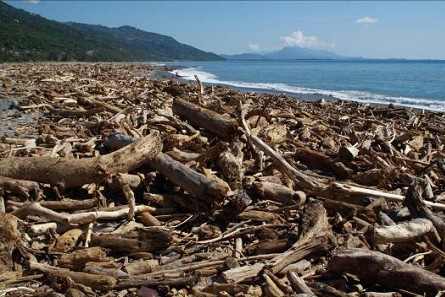 太麻里海岸漂流木(林奐宇提供)