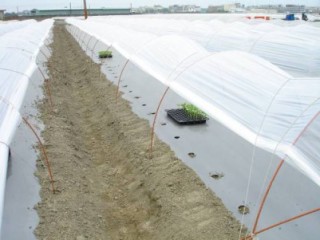 圖2 洋香瓜苗定植於本田前，隨育苗盤放置於田間，無適當保護（左圖），立即遭受粉蝨等病毒媒介昆蟲叮咬（右圖）