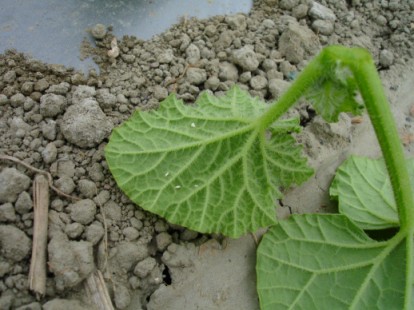 圖2 洋香瓜苗定植於本田前，隨育苗盤放置於田間，無適當保護（左圖），立即遭受粉蝨等病毒媒介昆蟲叮咬（右圖）