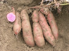 甘藷花蓮1號地下部塊根