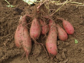 甘藷花蓮1號地下部塊根
