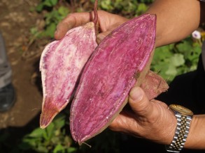 甘藷花蓮1號塊根肉質顏色。左為本地紅葉紅皮種，右為甘藷花蓮１號