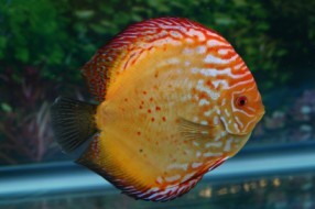 圖1 展場中舉辦七彩神仙、新品種魚等比賽活動，同行看門道，藉由比賽吸引業界頂尖高手秀出研發成果及養殖場研發新品種。（圖/張福龍）