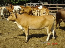 圖2 台灣黃牛母牛