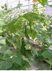 圖1　種苗2號生長勢中等，具全雌性、節多瓜性、單為結果性及耐熱性，適合於設施內週年栽培。