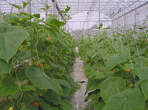 圖2　種苗2號於塑膠網室設施栽培情形。