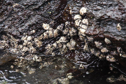 圖1 岸邊岩石上常見的黑齒牡蠣
