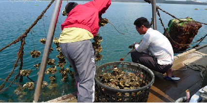 圖2 台灣的養殖牡蠣皆為葡萄牙牡蠣C. angulata
