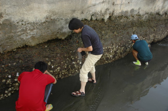圖3 執行牡蠣調查時的採集情形