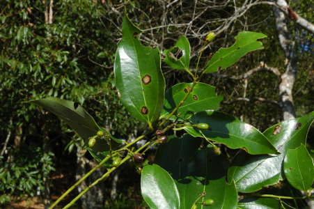 圖1 土肉桂的成熟果實