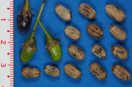 圖2 土肉桂果實與種子