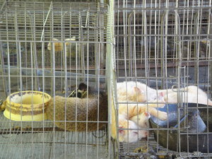 山豬園牧場可以品嚐風味特殊的果子狸咖啡，看可愛的果子狸