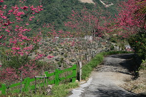 太麻里金針山四季都有花海的景觀可以欣賞