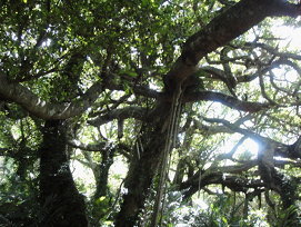 鸞山部落會走路的樹，和電影阿凡達的情境很相似