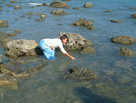 富山村海邊的護魚區可以親手拿土司餵大魚