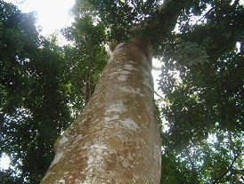 賓朗水土保持戶外教室天然林地內的巨木