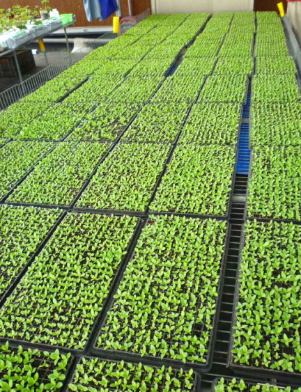 圖1 海洋深層水冷源洋桔梗育苗現場