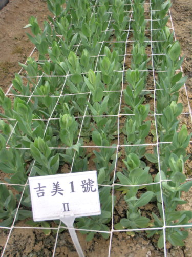 圖2 海洋深層水冷源培育之種苗定植於田間後生長良好無簇生化