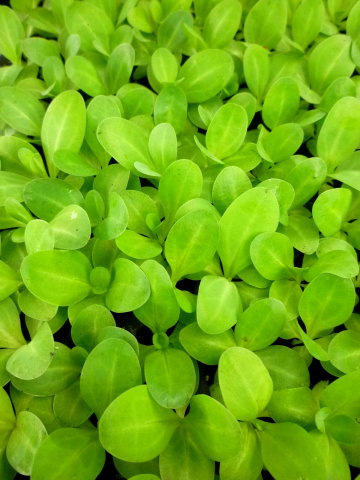 圖3 充滿活力生意盎然的洋桔梗種苗