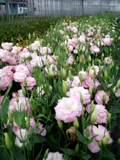 圖4 海洋深層水培育之種苗田間開花