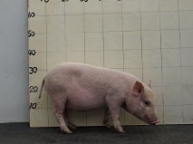 圖2 八週齡賓朗豬