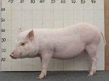 圖3 五月齡賓朗豬