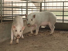 圖4 賓朗種豬
