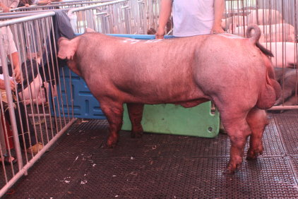 本次種豬拍賣最高價之種豬（現代養豬雜誌社提供）