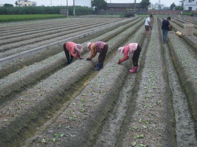 甘藍穴盤幼苗種植情形