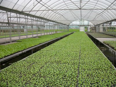 蔬菜育苗場以穴盤培植幼苗情形