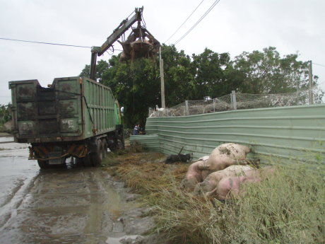 屏東養豬協會的集運車在 8 月 9 日清運斃死豬 